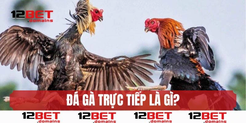 Đá gà trực tiếp là gì