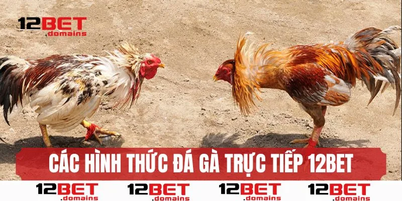 Hình thức đá gà trực tiếp tại 12bet