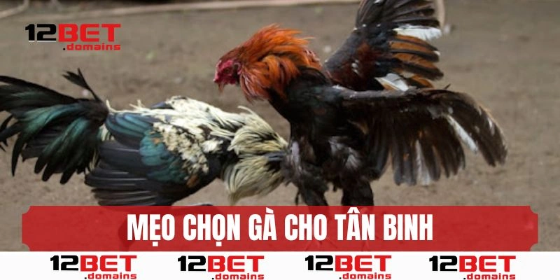 Hướng dẫn chọn chiến kê dành cho người mới 