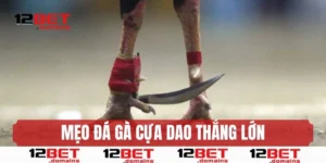 Mẹo hay giúp bet thủ thắng lớn với đá gà cựa dao