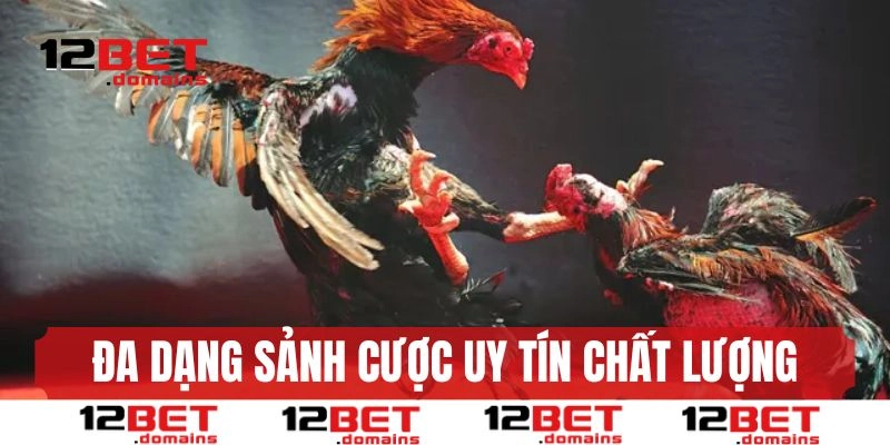 Nhiều sảnh uy tín, phát sóng nhiều trận mỗi ngày