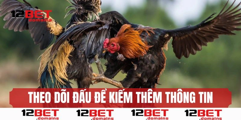 Theo dõi các trận đấu trực tiếp để có thêm cơ sở quyết định