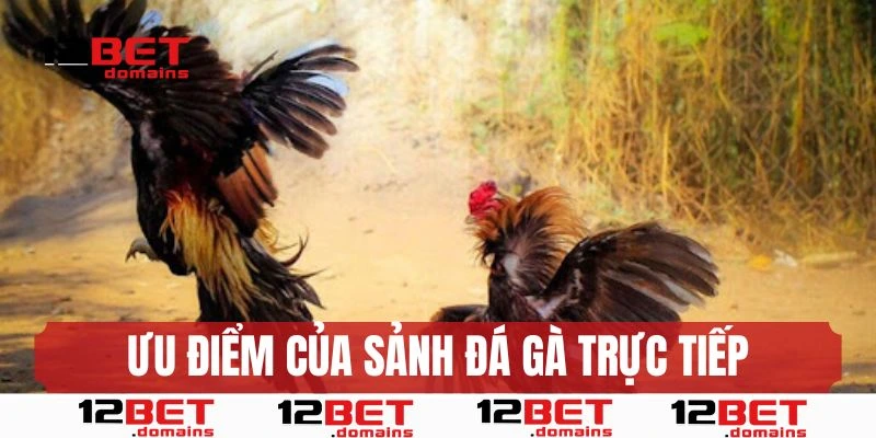 Ưu điểm của sảnh đá gà trực tiếp 12bet